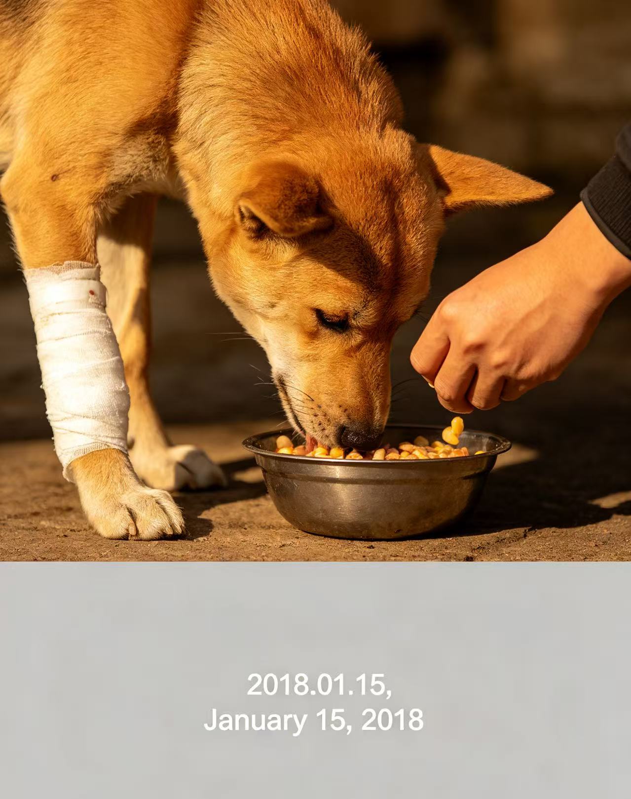 Dog rescue photo